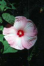 The tropical hibiscus has spectacular flowers of bright orange, yellow, red, pink and white, and blends of these colors. Some have double blossoms.