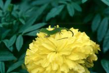 Another great fall bloomer to plant now is the marigold. 