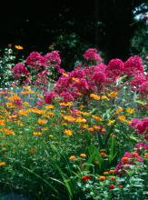 The bright orange cosmos and hot pink phlox make the summer flower garden a blaze of color.