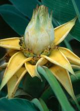 The large, yellow-orange flower of the Chinese Yellow Wax banana is sure to add an exotic and tropical look to any landscape.