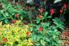 In the first year the Rajun Cajun gets established nicely and for most of the summer sends up shooting star-like stalks topped with brilliant red blossoms. By the third year the clump has enlarged considerably, yielding dozens of flower stalks at once.