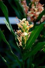 Featuring larger flowers and a sweet aroma, Peach ginger is known usually as Hedychium angustifolium, but has been reclassified as H. coccineum.