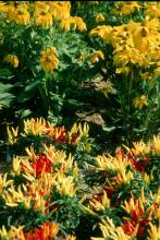 The foliage of ornamental peppers is enough to warrant growing them, but they also produce scores of fruit. These red, orange and yellow peppers partner well with Rudbeckia.