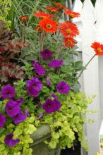 The Goldilocks variety of Creeping Jenny is an excellent accent in mixed containers. With leaves that resemble small discs, Goldilocks will it serve as a colorful filler plant, then climb over and plummet down the container. The leaves have a lime green color that will turn an iridescent yellow given more sun.