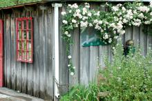 The facade of an old shed provides a unique privacy fence in this backyard. Mirrored windows provide a view of the garden from another angle.