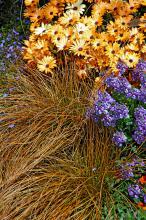 Toffee Twist carex, commonly called copper sedge, adds an interesting color and texture to full- and part-sun gardens. It partners well with yellow and blue flowers. 