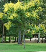 The goldenrain tree fits nicely in urban landscapes. They are small, reaching 20 to 40 feet in height, and they erupt into long 12- to 15-inch sprays of yellow blossoms. They are drought tolerant once established in the landscape with little-to-no insect or disease threats.