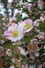 Mississippi's camellias deserve extra attention