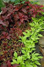 These lime-green Sweet Caroline sweet potato leaves provide a striking contrast to iresine and coleus varieties.