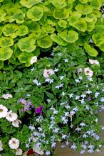 Crystal Palace Gem is one geranium gardeners will grow for its colorful lime-green foliage. They may never care if their reddish flowers ever bloom in this mixed container.