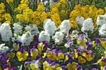 Matrix Morpheus pansies, Hot Cakes White Stock and Citrona erysimum blend beautifully for bright layers in this cool-season garden.