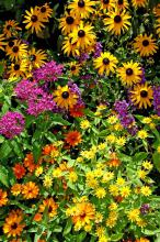 Yellows and golds from the melampodium and Goldsturm rudbeckia brighten this garden that also includes lavender pink pentas, angelonia and Profusion orange zinnia.
