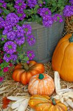 Blue verbenas are not traditionally found in fall displays, but they complement the oranges of pumpkins, gourds and other flowers very well.