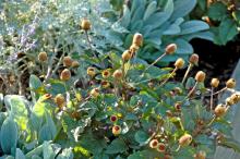 The Peek-A-Boo spilanthes flower has no petals, but it is a golden olive-sized ball with a round eye in the center. The edible foliage is dark green with a hint of bronze. It can be grown in full sun to filtered light. It will bloom all summer and reach 12 to 18 inches tall, spreading outward more than a foot