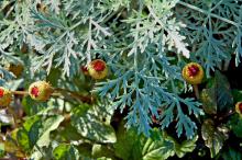 Sometimes called the eyeball plant, these Peek-A-Boo spilanthes flowers will have spectators' eyes popping out of their heads.