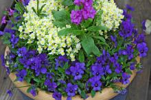This combination with Harmony Lavender stock in the center, surrounded by Fantasy White with Yellow Eye linaria and Gem Sapphire viola around the rim makes a great cool-season arrangement.