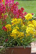 The fragrant and colorful flowers of Enchantment linaria and Citrona Yellow erysimum are perfect to attract the attention of people, butterflies and bees during the cooler months.