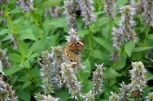 A Buckeye butterfly and bees feed on the early November flowers of the Blue Fortune agastache. This plant is loved for its beauty, toughness and licorice scent.