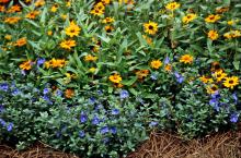 Blue Daze, a selection of Evolvulus glomeratus, can provide blue color throughout the hottest summer until the first frost. They work well planted toward the front of the border in this garden and used with other tough-as-nails flowers like the Profusion Fire zinnia. (Photo by Norman Winter)