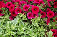 Mezoo Trailing Red succulent has glossy green foliage with cream margins. In this setting, it supports a planting of Sanguna Electric Burgandy petunias. Mezoo Trailing Red can be used as a groundcover or as a spiller plant in mixed containers. The red in its name comes from dime-sized flowers that accent the plant.