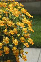 Violina Orange is a fragrant selection in the Violina series that reaches about 6 inches tall and spreads 14 inches. (Photo by Norman Winter)