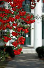 An old pyracantha grows next to a stately oak and drapes over it almost like Spanish moss. This combination is found not far from my office in Hinds County in front of the courthouse, which was built in 1857 and served as a hospital during the Civil War. (Photo by Norman Winter)