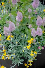 The hot-colored orange and yellow of Flamb&eacute; chrysocephalum combine well with cool colors. This trendy combination partners it with Joey, a plant that produces iridescent lavender and pink bottlebrush-like plumes that are 4 inches long. (Photos by Norman Winter)