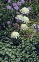 The Harlequin Blue scabiosa and Beacon Silver lamium, which has showy variegated silver leaves with green margins and light purple flowers, are excellent partners for the Ice Star Shasta daisy.