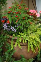 An old clay container holds SunPatiens Spreading Salmon, Bonfire begonia, Blue Princess scaevola and Ogon Japanese sweet flag.