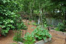 Urban gardens normally are constructed on raised beds and enclosed or separated from lawn areas with wood or rocks to provide proper drainage and aeration. (Photos by Norman Winter)