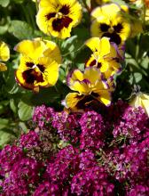 Clear Crystal sweet alyssum is partnered with a Lemon Fizzleberry pansy for a jolt of color.