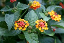 Dallas Red is a bold lantana with large clusters of red flowers that fade to orange and yellow with maturity. (Photos by Gary Bachman)