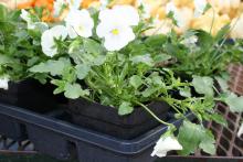 The newly developed Plentifall pansies have a spreading and trailing growth habit. They are vigorous growers that should have good winter hardiness in Mississippi. (Photos by Gary Bachman)