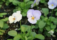 Violas are winter-hardy flowers that perform great in landscapes and containers. Viola Penny Azure is a gorgeous white and bright blue flower with purple streaks. (Photo by Gary Bachman)