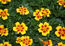 Disco Marietta is a single-flowered marigold that has yellow-orange petals featuring deep mahogany red splotches that look like paint brush strokes at the base of the flower.