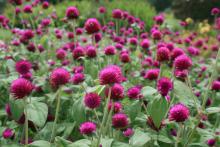 Gomphrena can be big, flowering annuals. All-Around Purple gomphrena is a 2-foot-tall plant that attracts loads of butterflies all summer long. (Photo by Gary Bachman)