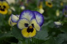 Pansies seem to have "faces" that give the flowers a variety of personalities. (Photos by Gary Bachman)