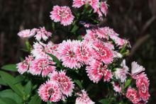 The Telstar dianthus' flowers have a fringed margin and are available in single, double and semi-double petal arrangements.