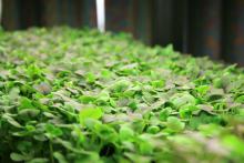 Growing microgreens indoors requires only a small container and a light source. These Red Choi are growing in bedding plant trays. (Photos by MSU Extension Service/Gary Bachman) 