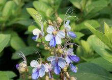 Blue butterfly plants have intricate flowers that actually resemble little blue butterflies in flight. (Photo by MSU Extension Service/Gary Bachman)