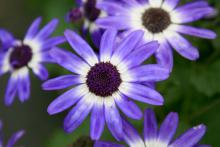 Bicolor selections of Senetti pericallis have attractive white centers.