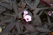 Ornamental sweet potato plants produce a flower that is hidden by the foliage. The flower on this Illusion Midnight resembles a morning glory. (Photo by MSU Extension Service/Gary Bachman)