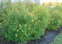 The open structure of golden thryallis means it only takes a slight breeze to create motion in the branches. (Photo by MSU Extension Service/Gary Bachman)