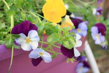 Cool Wave trailing pansies such as these Violet Wing and Lemon pansies have a unique spreading and trailing growth habit that makes them must-haves in gardens. (Photo by MSU Extension Service/Gary Bachman)