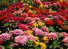 Zinnia Magellan's big, pompom flowers on long stems are perfect for cutting and bringing inside. Mass planted, the mixtures resemble a colorful carnival in the landscape. (Photo by MSU Extension Service/Gary Bachman)