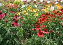 Gomphrena are strong summer performers, blooming from spring to fall. These Gomphrena Bicolor Rose plants have a white to rosy-pink coloration and make great cut flowers. (Photo by MSU Extension Service/Gary Bachman)