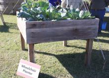 Tabletop gardens are perfect for those who require the help of wheelchairs or scooters. (Photo by MSU Extension Service/Gary Bachman)