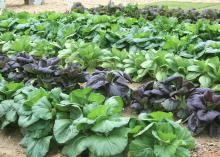 Walking tours at the Fall Flower and Garden Fest Oct. 18-19 will allow visitors to see fall vegetable gardens, such as these colorful lettuce trials, at Mississippi State University's Truck Crops Branch Experiment Station in Crystal Springs. (Photo by MSU Extension Service/Gary Bachman)