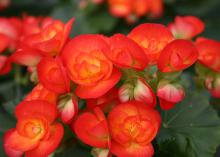 Poinsettias are not the only plants to bring rich red colors into the house. Consider using Carneval elatior begonia this Christmas. (Photo by MSU Extension Service/Gary Bachman)