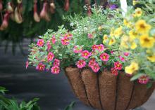 The trailing and spreading growth of Superbells is beautiful hanging over the edges of containers. Cherry Star's bright red flowers and yellow starburst combine well with the golden-yellow petals and red highlights of Superbells Saffron. (Photo by MSU Extension Service/Gary Bachman)